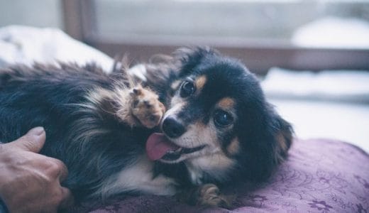 【2023年1月】軟便な老犬におすすめのドッグフード10選